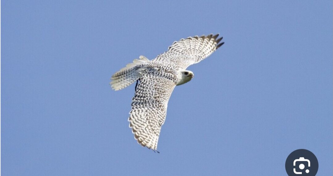 روسيا.. السجن ست سنوات لإماراتي بتهمة محاولة تهريب صقور نادرة